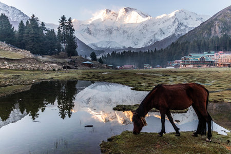 Horse at Fairy Meadows with Nanga Parbat in the background, Pakistanの写真素材