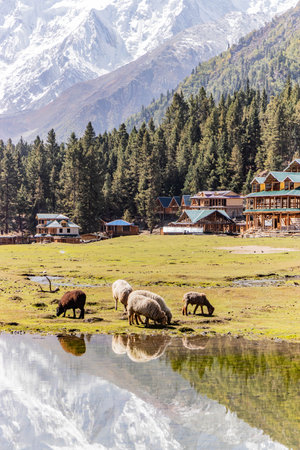 Sheep in Fairy Meadows in Gilgit-Baltistan region in Pakistanの写真素材