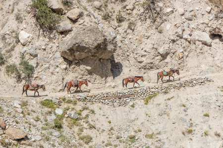 Horses on a narrow trail in Rakhiot valley near Fairy Meadows in Gilgit-Baltistan region in Pakistanの写真素材