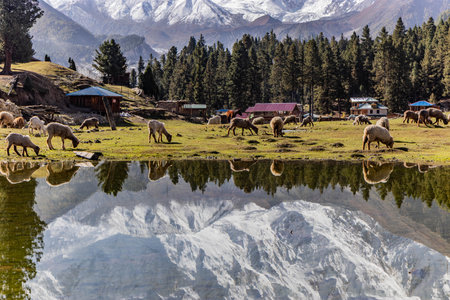 Nanga Parbat mountain mirroring in a lake in Fairy Meadows in Gilgit-Baltistan region in Pakistanの写真素材