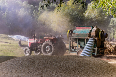 Grain treshing in Rupal village, Gilgit-Baltistan region in Pakistan