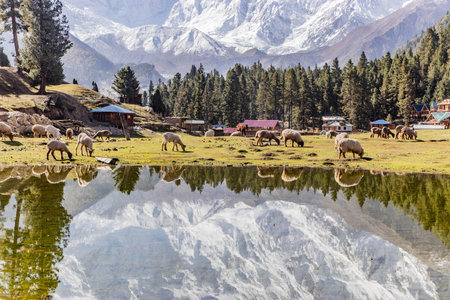 Nanga Parbat mountain mirroring in a lake in Fairy Meadows in Gilgit-Baltistan region in Pakistanの写真素材