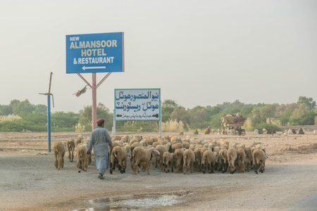 SEHWAN SHARIF, PAKISTAN - OCTOBER 30, 2023: Herd of sheep in a road in Sehwan Sharif town, Sindh province, Pakistanのeditorial素材