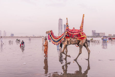 KARACHI, PAKISTAN - OCTOBER 31, 2023: Camel rides offered at the Clifton Beach in Karachi, Pakistanのeditorial素材