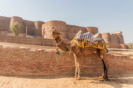 Camel in front of Derawar Fort, Punjab province, Pakistan