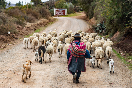 Sheep herder near Maras, Peru