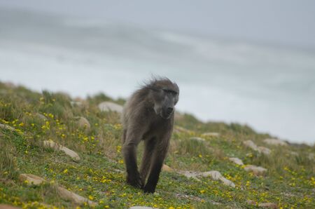 Chacma baboon near Cape of Good Hope