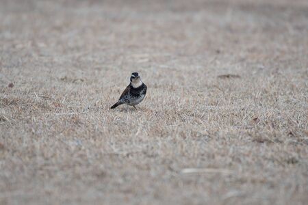 Naumann's thrush near Lake Hinuma, Ibaraki prefecture, Japanの写真素材