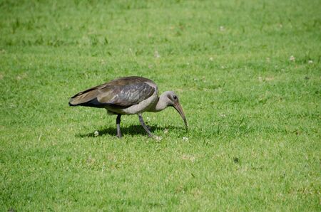 Hadada ibis in Cape Town of South Africaの写真素材