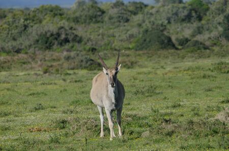 Elend in West Cape of South Africaの写真素材