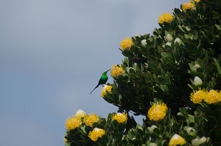 Malachite sunbird in Sourh Africa