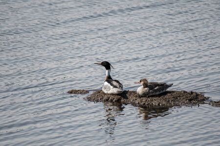 Red-breasted merganser in Lake Furen Hokkaido, Japanの写真素材