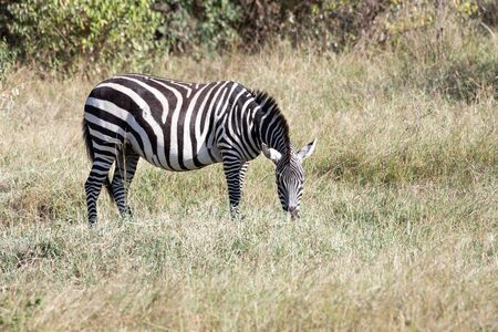 Zebra in Masai Mara, Kenyaの写真素材