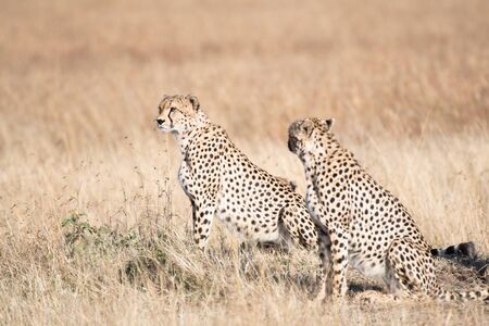 Cheetahs in Masai Mara, Kenyaの写真素材