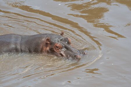 Hippopotamus in Mara river in Masai Mara, Kenya