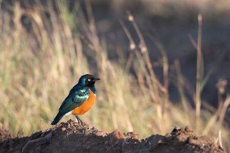 Superb starling in Masai Mara, Kenyaの写真素材