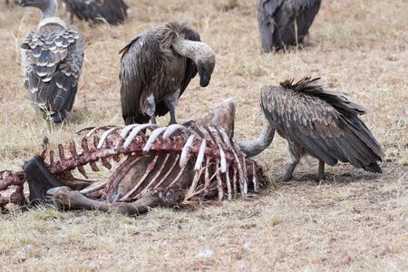 African white-backed vultures eating in Masai Mara, Kenyaの写真素材