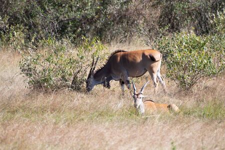 Eland in Masai Mara, Kenyaの写真素材