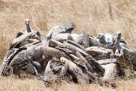 Vultures eating in Masai Mara, Kenyaの写真素材