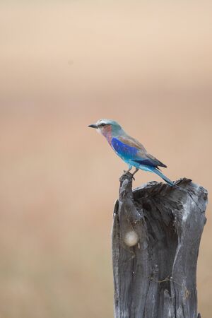 Lilac-breasted roller in Masai Mara, Kenyaの写真素材