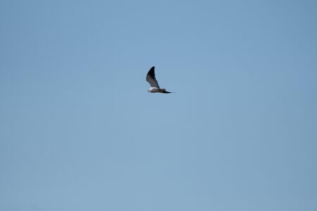 Pallid harrier flying in Masai Mara, Kenyaの写真素材