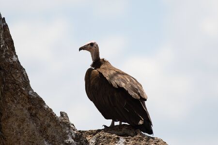 Hooded vulture in Masai Mara, Kenyaの写真素材