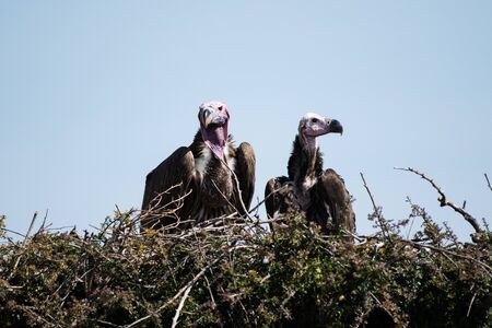 Lappet-faced vultures in Masai Mara, Kenya