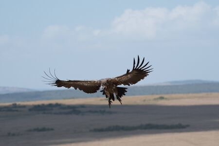 African white-backed vulgure landing in Masai Mara, Kenyaの写真素材