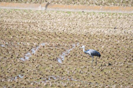 Hooded crane in Izumi city, Kagoshima prefecture, Japanの写真素材