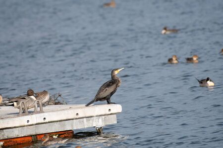 Great cormorant in Kamisu city, Ibaraki prefecture, Japan.の写真素材