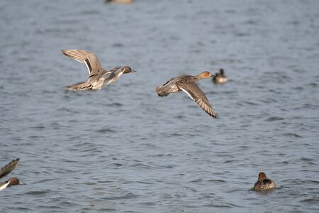 Pair of pintails flying in Kamisu city, Ibaraki prefecture, Japanの写真素材