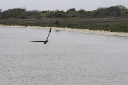 Brown pelican juvenile flying in Aransas National Wildlife Refugee