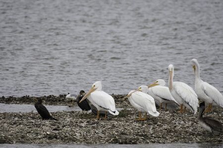 American white pelicans in Aransas National Wildlife Refugeeの写真素材