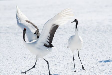 Red-crowned cranes dancing in Tsurui village, Hokkaidoの写真素材