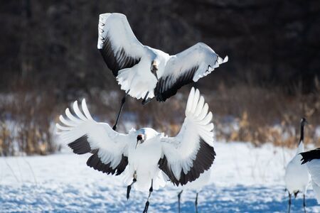 Red-crowned cranes landing Tsurui village, Hokkaido, Japan.の写真素材