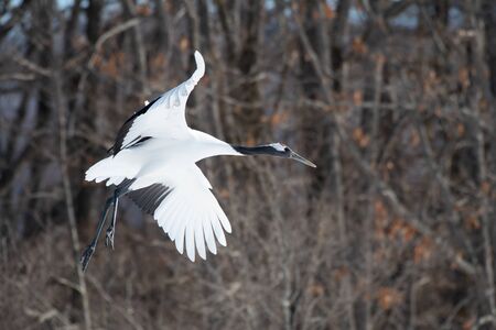 Red-crowned crane flying in Tsurui village, Hokkaodo, Japanの写真素材