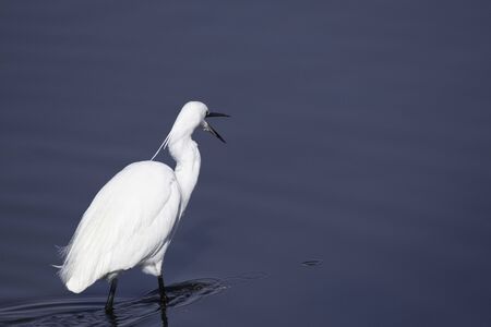 Little egret in Marsh Tatara of Ora town in Gunma prefecture, Japan