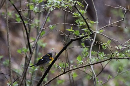 Narcissus flycatcher in Karuizawa