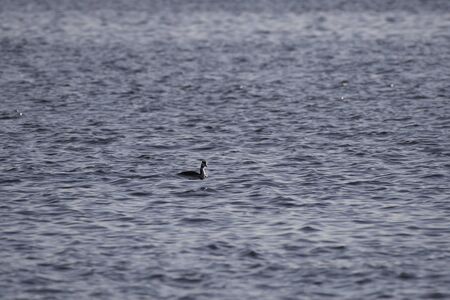 Great crested grebe in Sanbanse, Serif city, Chiba prefecture, Japanの写真素材