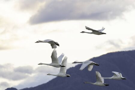 Whistling swans flying in Hyoko, Niigata prefecture, Japanの写真素材
