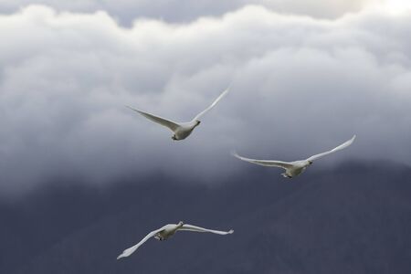 Whistling swans flying in Lake Hyoko, Niigata prefecture, Japanの写真素材