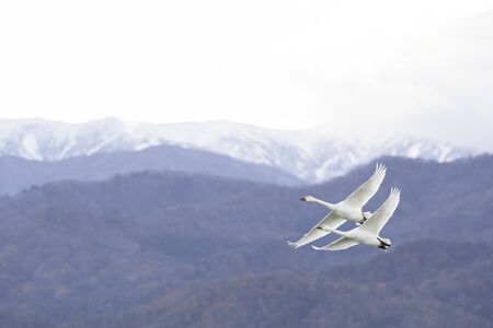Whistling swans flying in Lake Hyoko, Niigata prefecture, Japanの写真素材