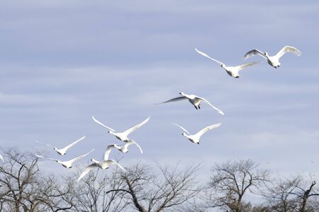 Whistling swans flying in Lake Hyoko, Niigata prefecture, Japanの写真素材