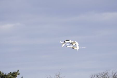 Whistling swans flying in Lake Hyoko, Niigata prefecture, Japan