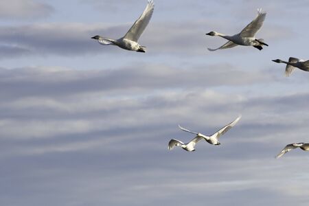 Whistling swans flying in Lake Hyoko, Niigata prefecture, Japanの写真素材