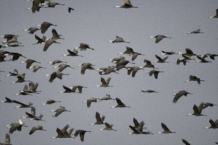 Flock of hooded cranes flying in the morning, in Izumi city, Kagoshima prefecture, Japan