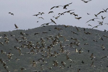 Flock of hooded cranes flying in the morning, in Izumi city, Kagoshima prefecture, Japan