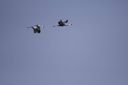 White-naped cranes flying in Izumi city, Kagoshima prefecture, Japanの写真素材