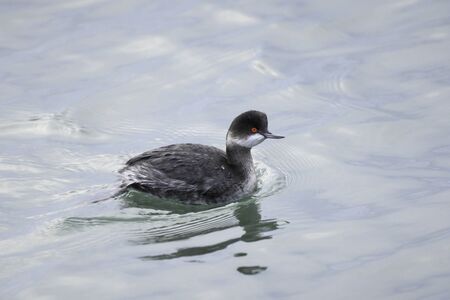 Eared Grebe in Serif City, Chiba Prefecture, Japan