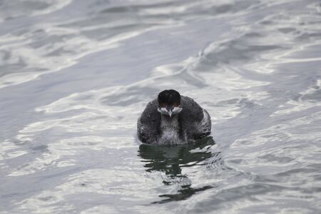 Eared Grebe in Serif City, Chiba Prefecture, Japanの写真素材